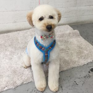 仕上がりトイプー