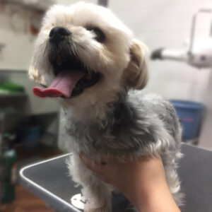 よろしくミックス