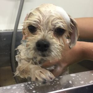 シャンプーミックス