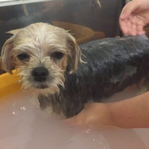 お風呂ミックス