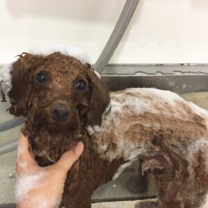 シャンプートイプー