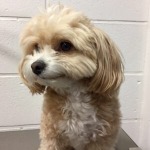 よろしくミックス