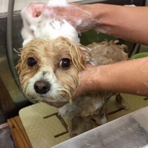 シャンプーミックス