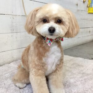 仕上がりミックス