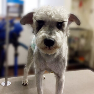 よろしくMシュナ