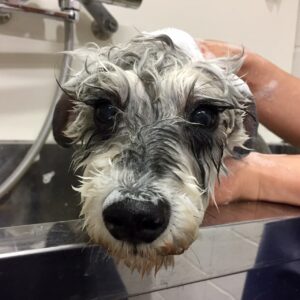 シャンプーMシュナ