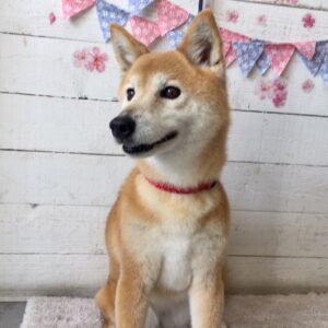 仕上がりミックス