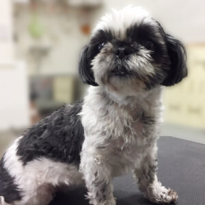 よろしくシーズー