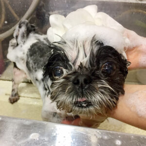 シャンプーシーズー