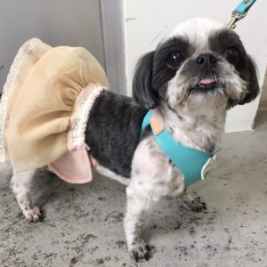 仕上がりシーズー