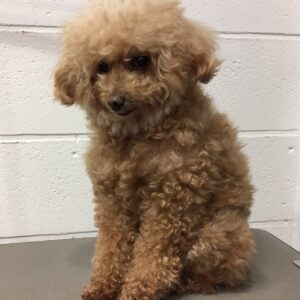 よろしくトイプー