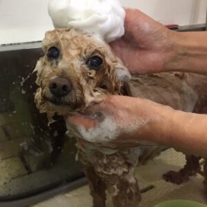 シャンプートイプー