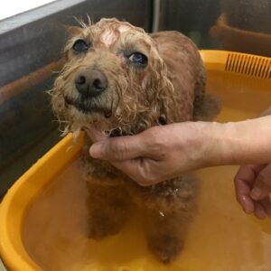 お風呂トイプー