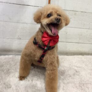 仕上がりトイプー