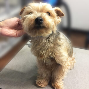 よろしくヨーキー