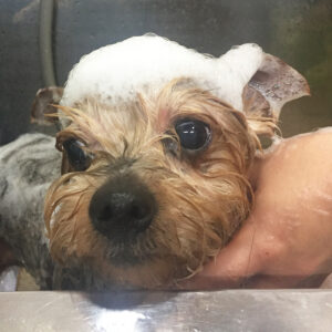 エルちゃんシャンプー中.