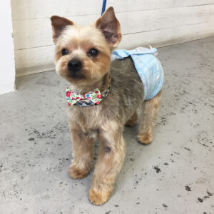 エルちゃん施術後