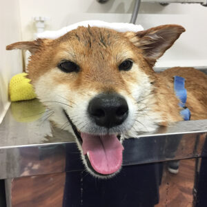 りくちゃんスパ中