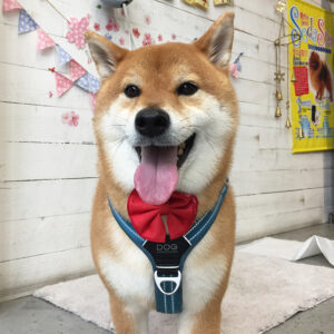 りくちゃん施術後