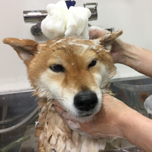 りくちゃんシャンプー中