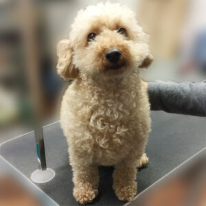 よろしくトイプー