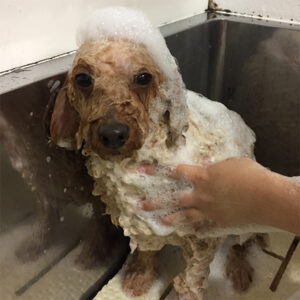 シャンプートイプー