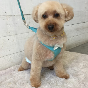 仕上がりトイプー