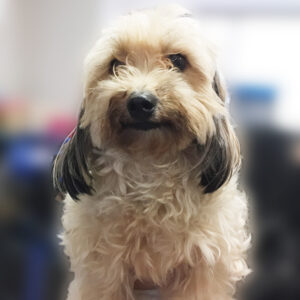 よろしくミックス