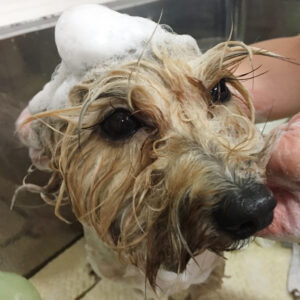 シャンプーミックス