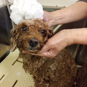 シャンプートイプー