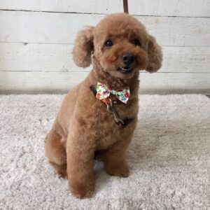 仕上がりトイプー