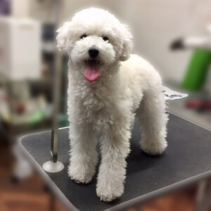 よろしくトイプー