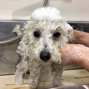 シャンプートイプー