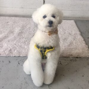 仕上がりトイプー