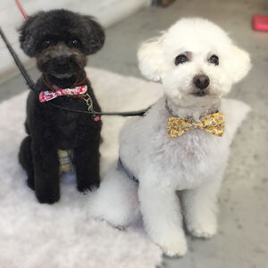 仕上がりトイプー