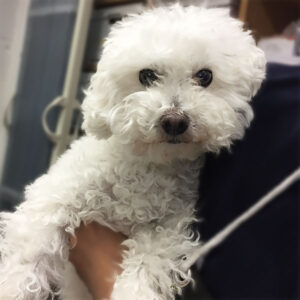 よろしくトイプー