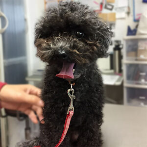 よろしくトイプー