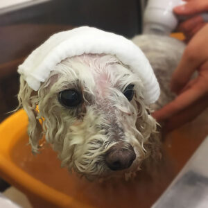 お風呂トイプー