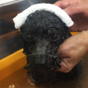 お風呂トイプー