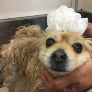 シャンプーポメ