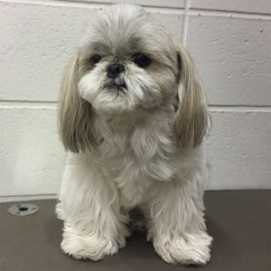 よろしくシーズー