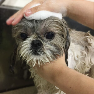 シャンプーシーズー