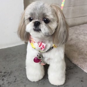 仕上がりシーズー