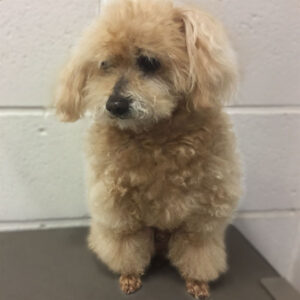 よろしくトイプー