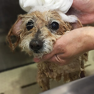 シャンプートイプー