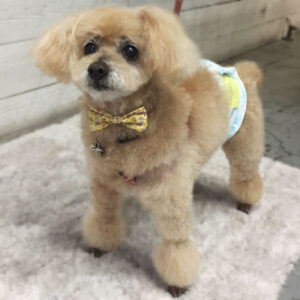 仕上がりトイプー