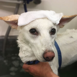 シャンプーミックス