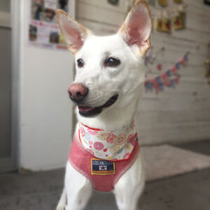 仕上がりミックス