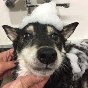 シャンプーしば