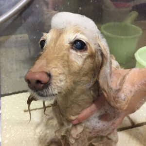 シャンプーダックス